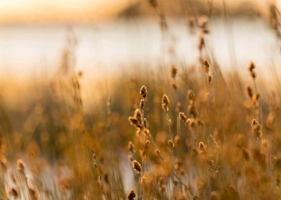 Managing Anxiety & Stress During COVID-19